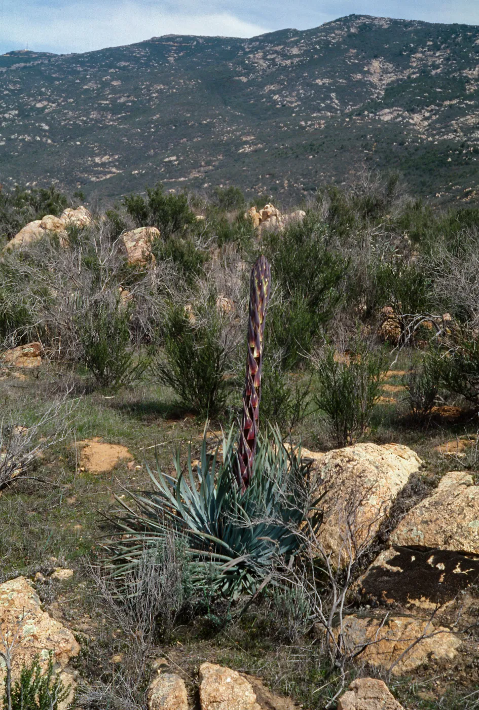 Yucca whipplei, Peninsular ranges San Ysidro Mountains: SE side of Otay Mtn., western Marron Valley, S of BM 838, ca 1/2 km N of Mexican border on slope above above Tijuana River
