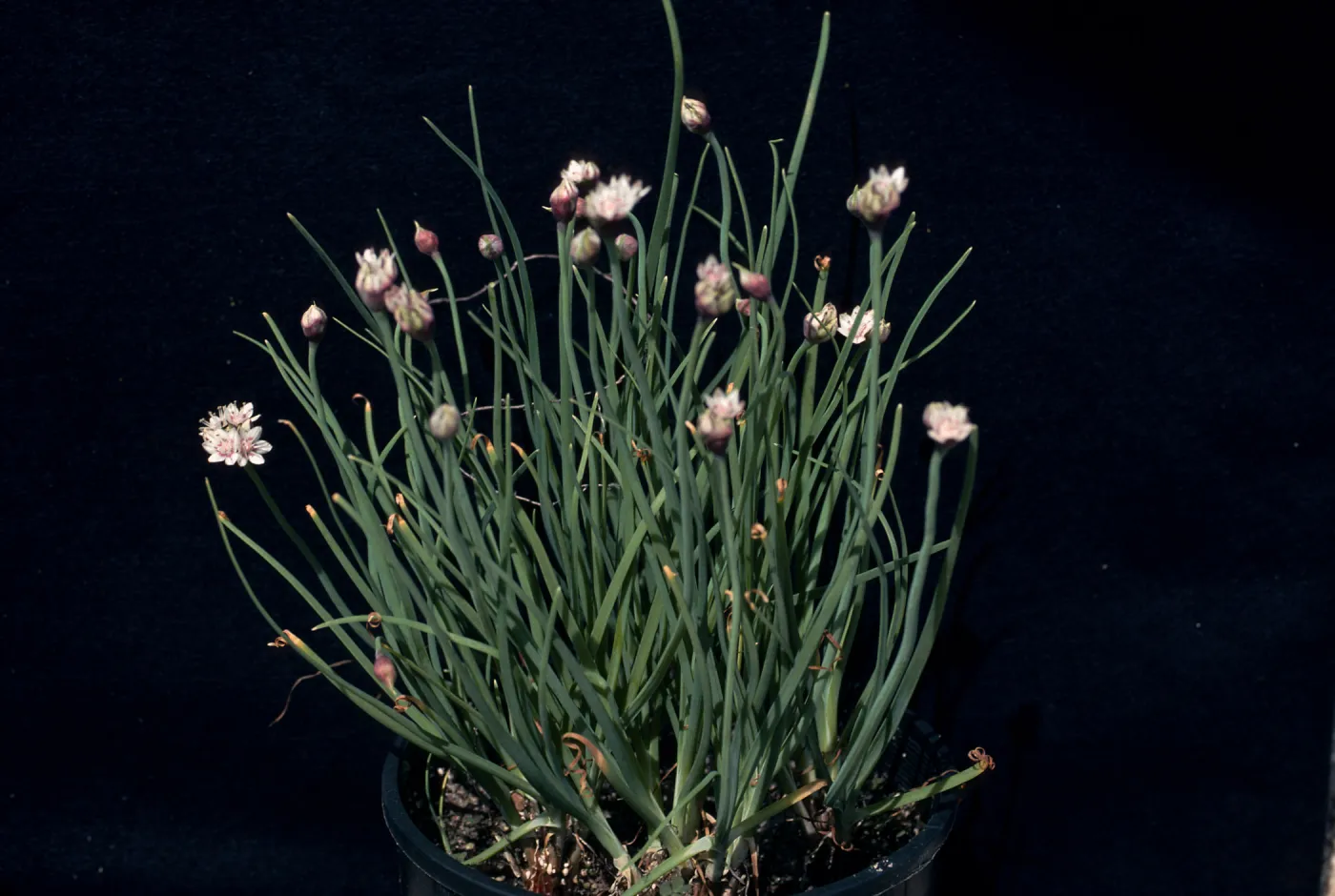 Allium haematochiton 