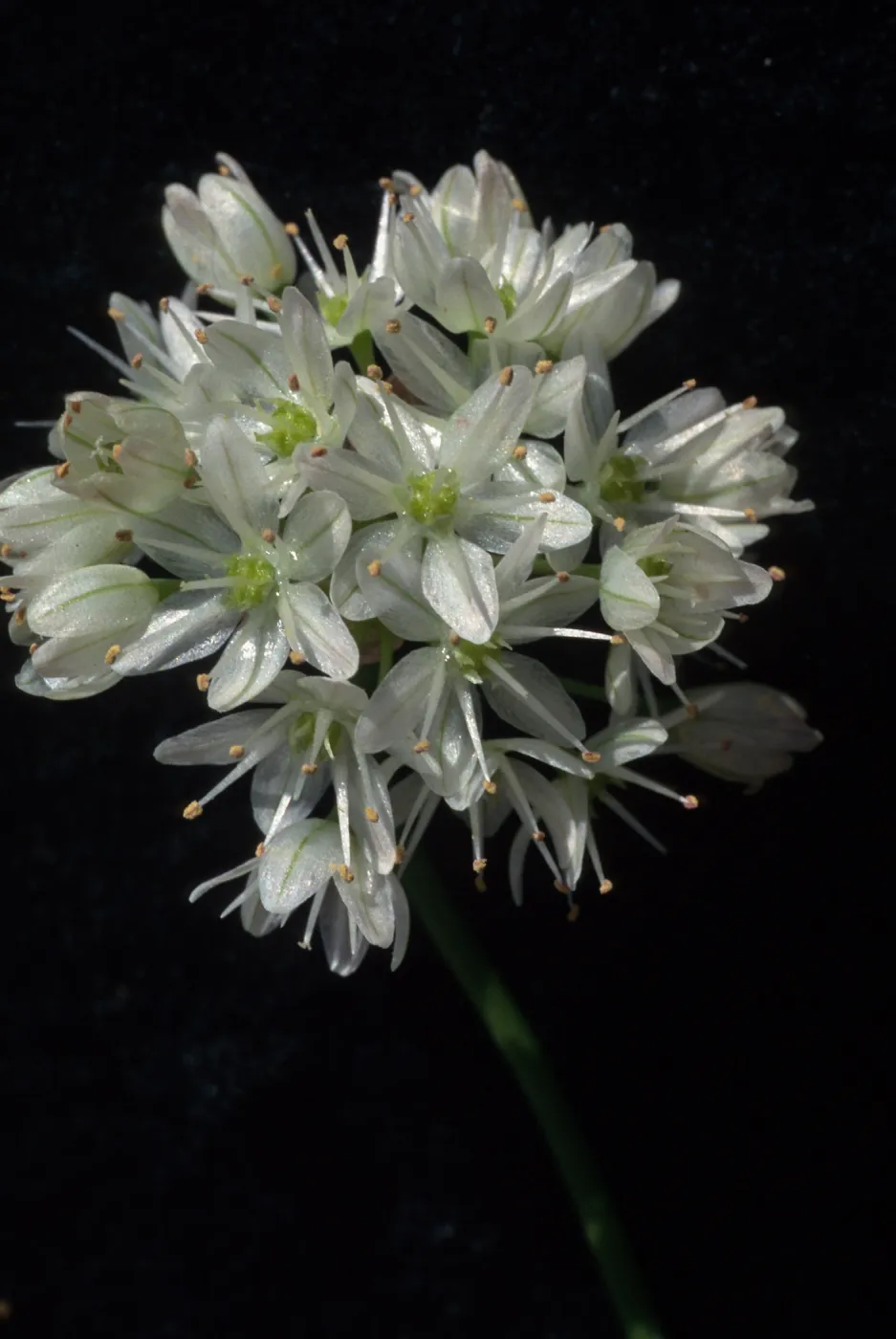 Allium munzii, cult.