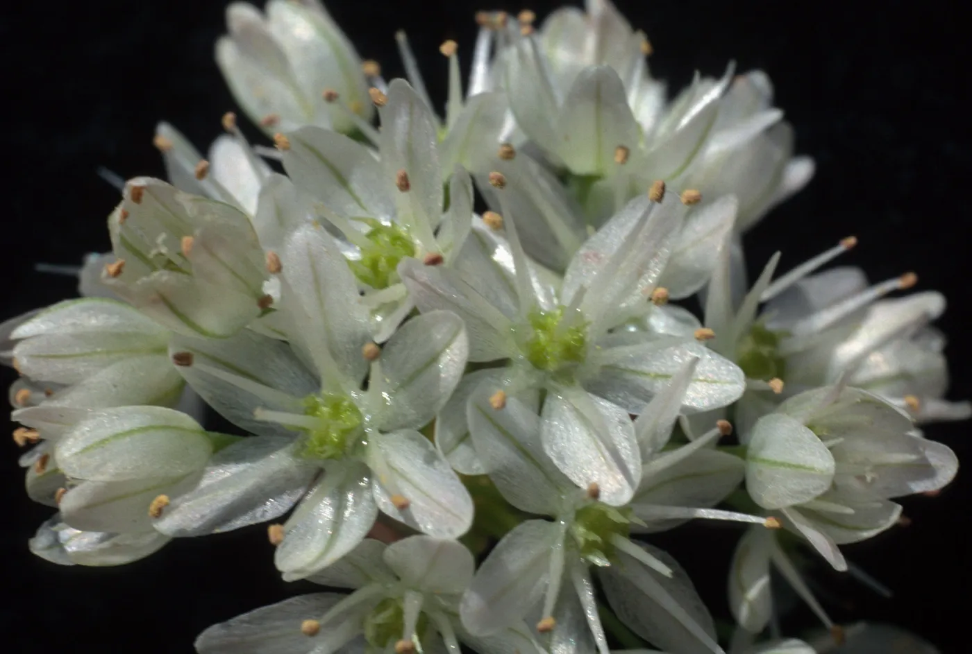 Allium munzii, cult.