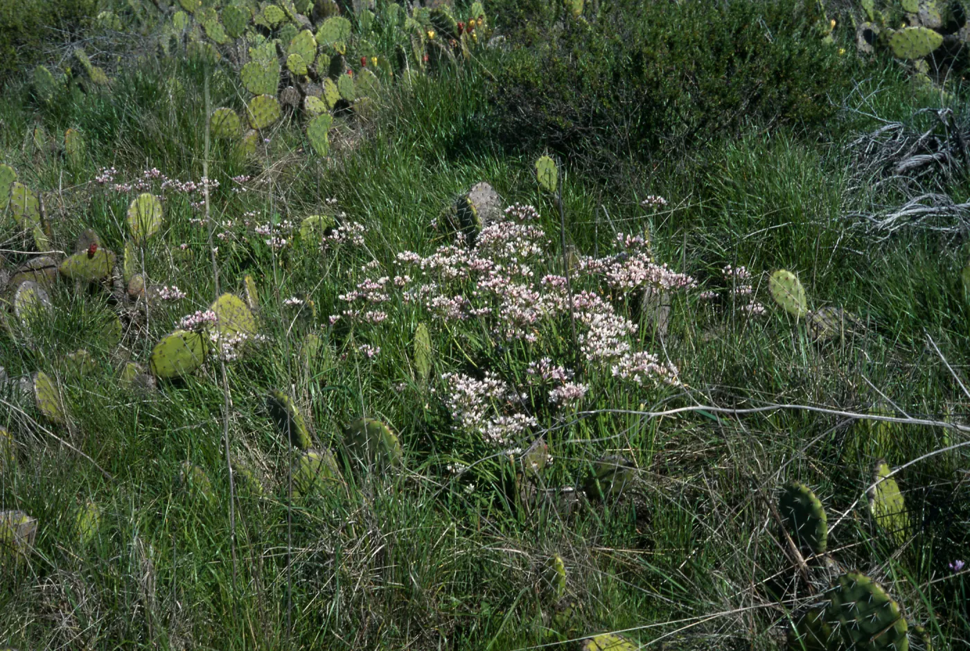 Allium praecox, UCI Preserve, Orange County