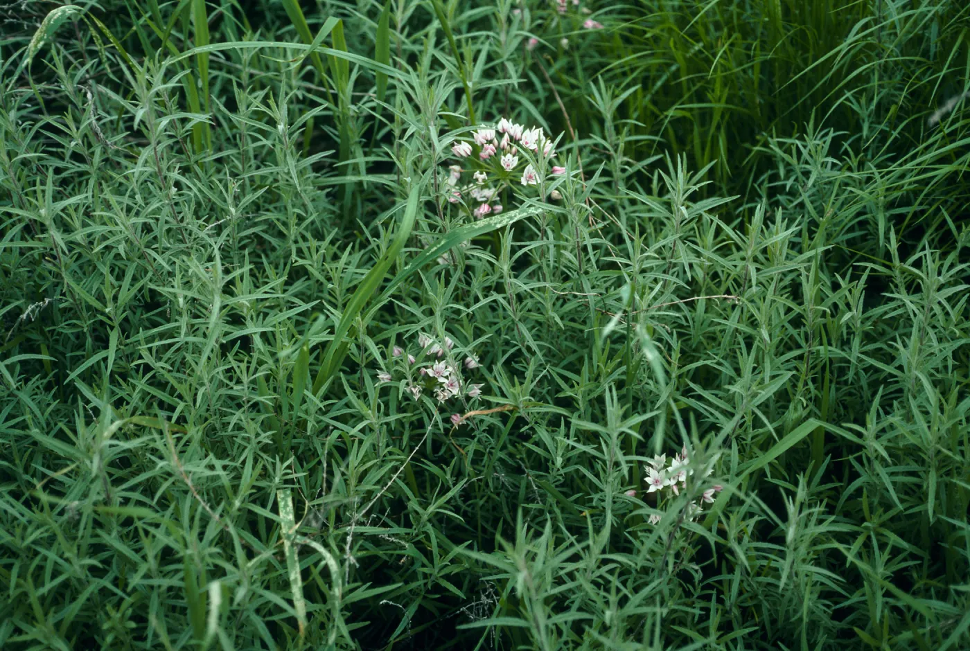 Allium praecox habitat
