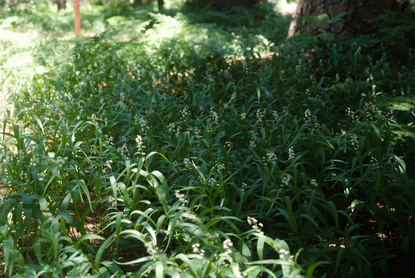 Smilacina stellata San Bernardino Mountains, Bluff Meadow
