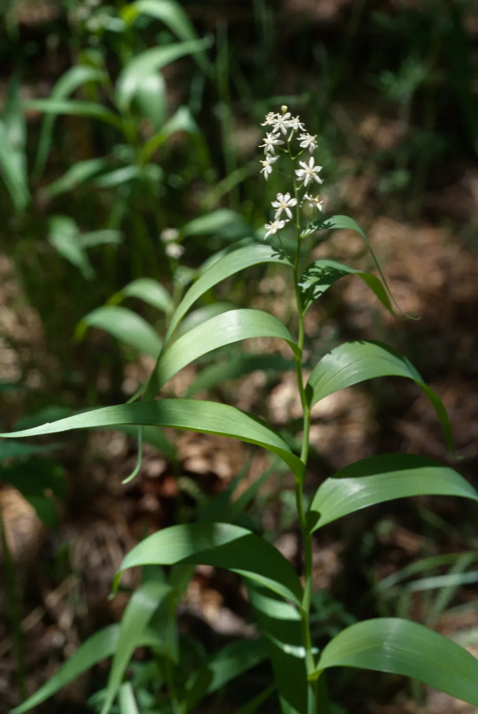 Smilacina stellata San Bernardino Mountains, Bluff Meadow