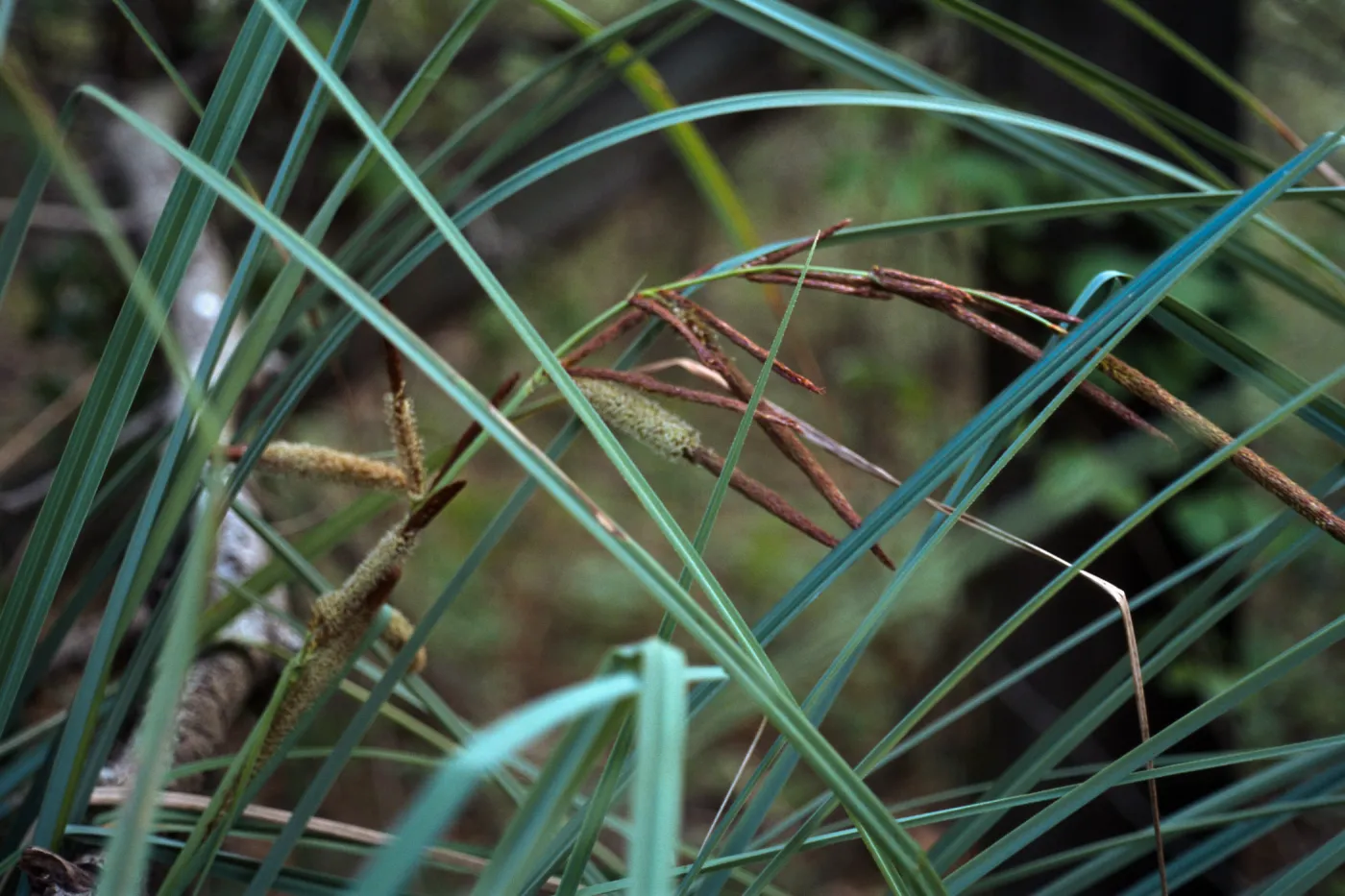 Carex spissa, South Coast: Daley Ranch: northeast of Escondido; west of Co. Hwy. S6 and north of Dixon Lake, San Diego County