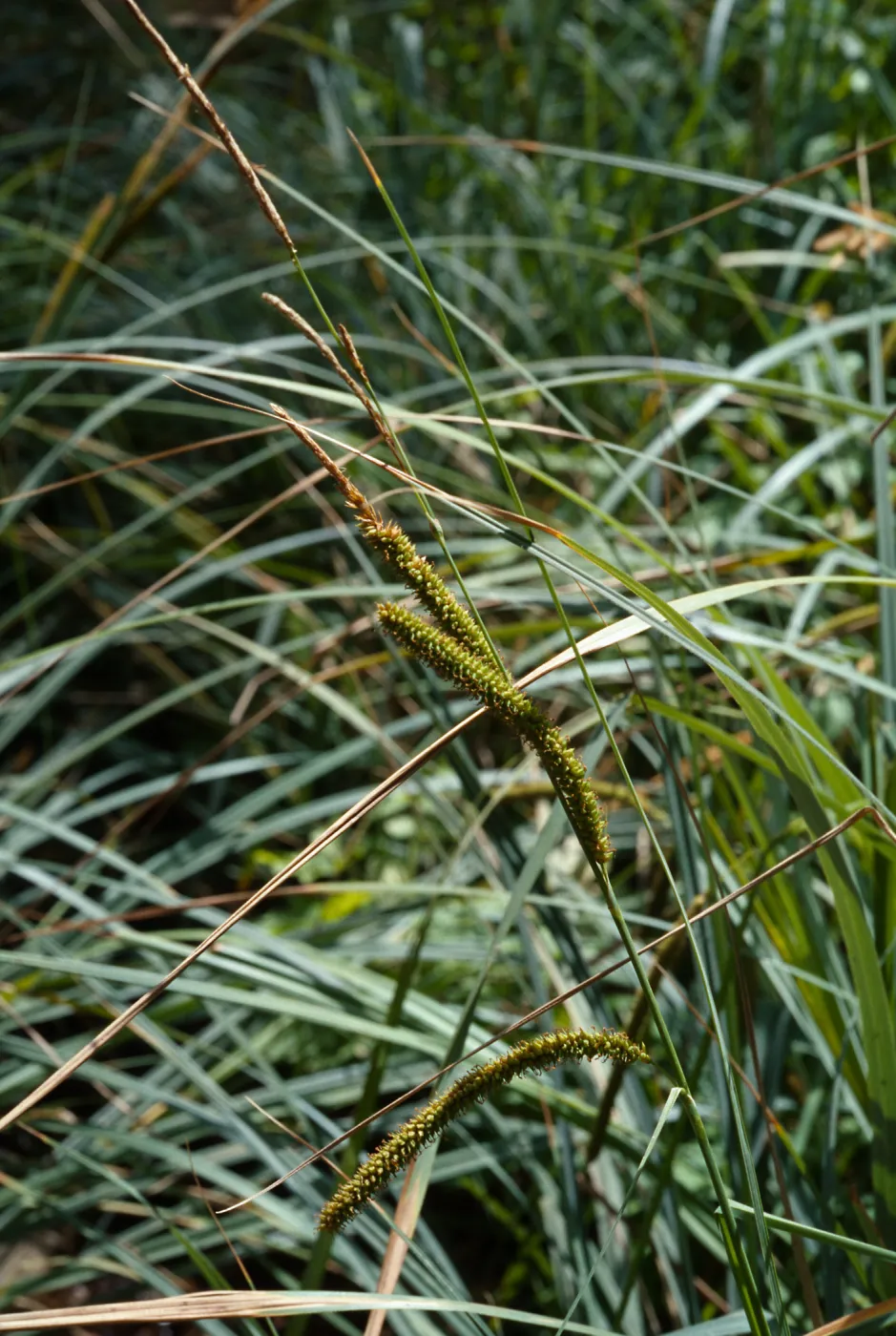 Carex spissa, Marron Valley