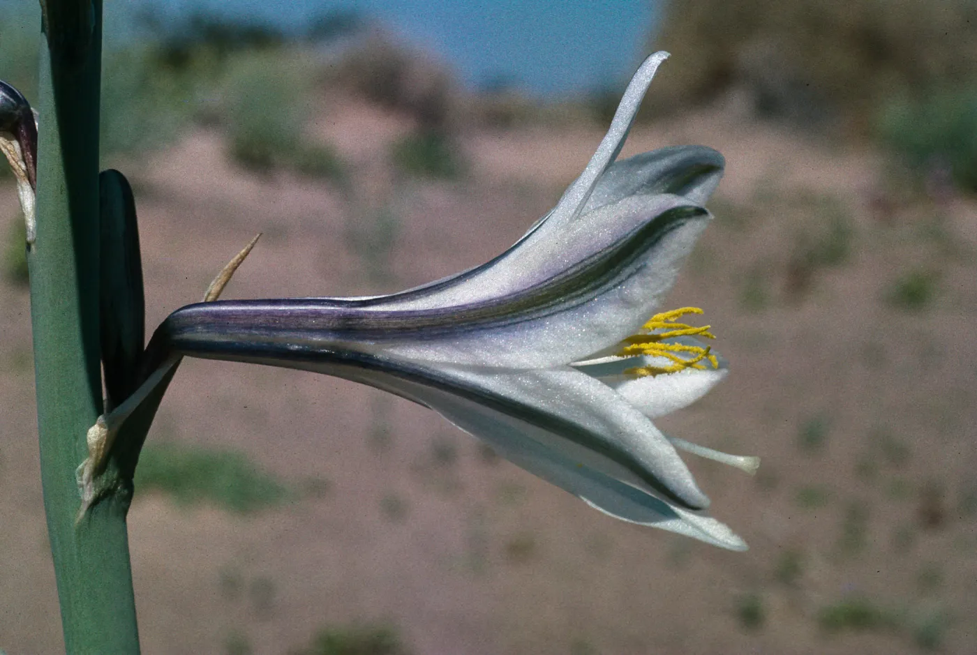 Hesperocallis undulata, Mojave Desert, MCAGCC, Lead Mountain Training Area, San Bernardino County