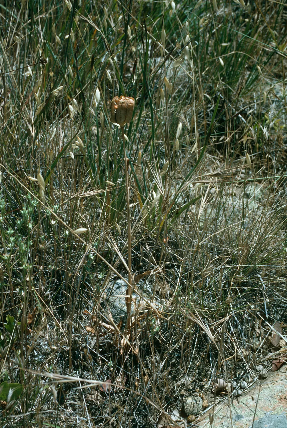 Fritillaria biflora, Hardford Spring County Park, Perris, California, Riverside County