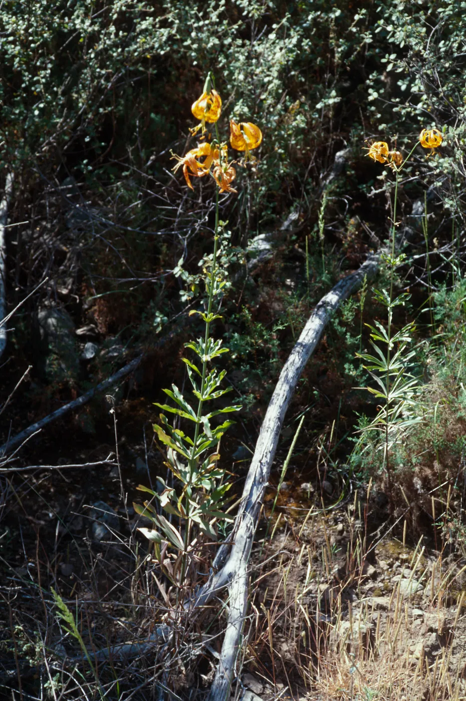 Lilium humboldtii ssp. ocellatum, Copper Canyon, Otay Mountain, San Diego County