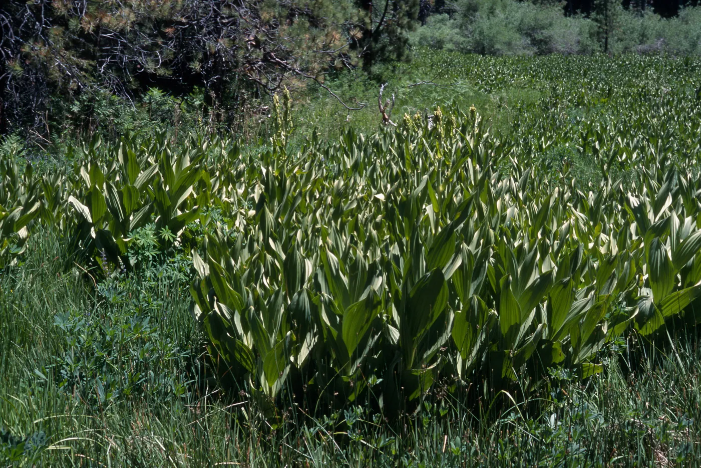 Veratrum californicum, Big Bear, San Bernardino County