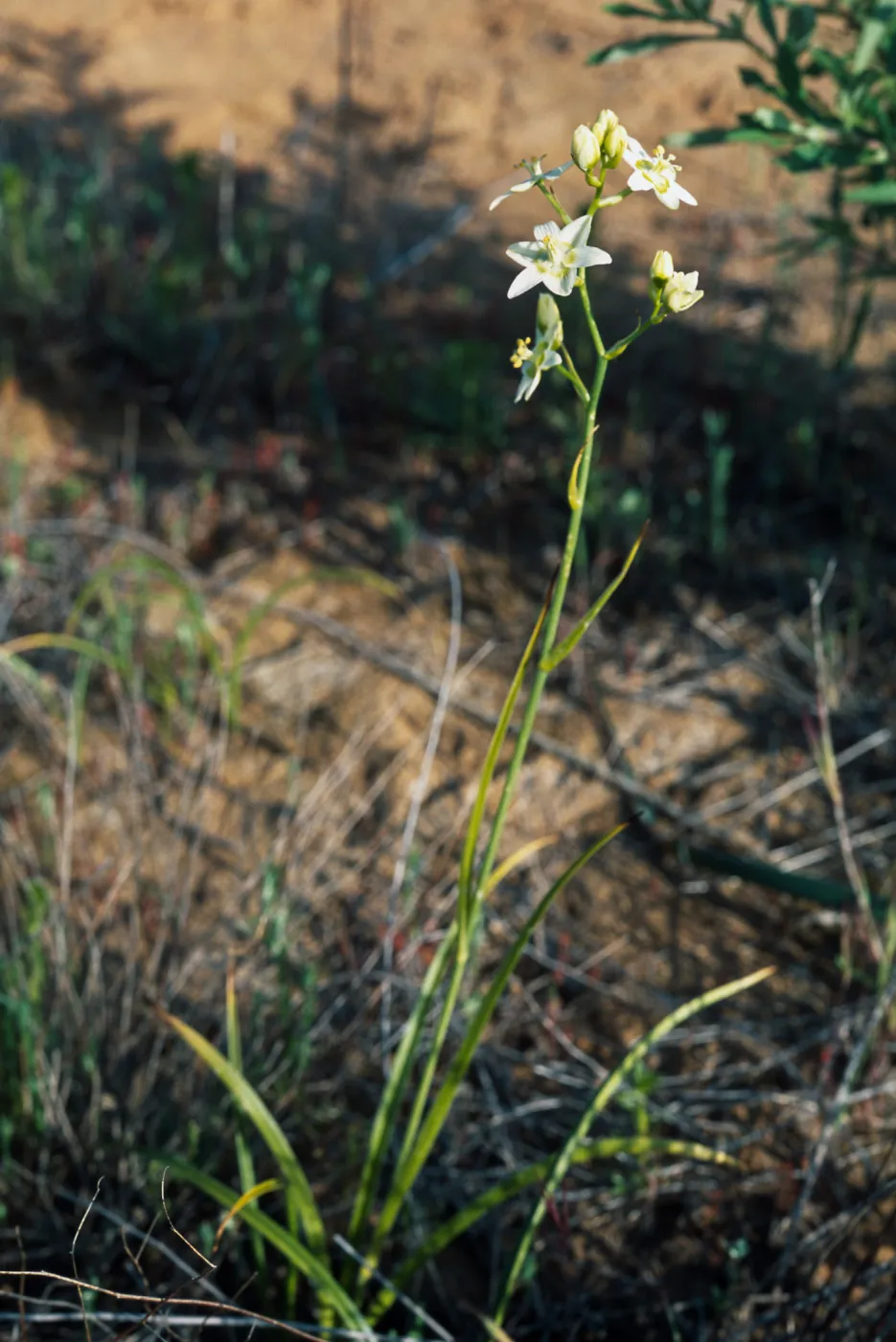 Zigadenus fremontii, Box Canyon" along San Marcos Creek,  in eastern Carlsbad,  S of Alga Road"