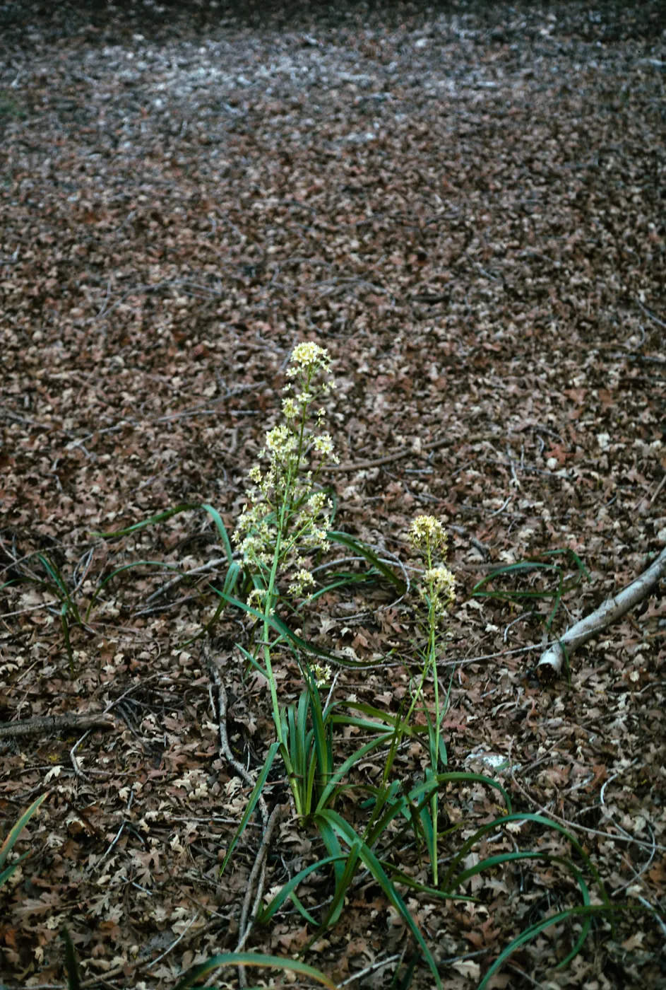 Zigadenus micranthus var micranthus RSA