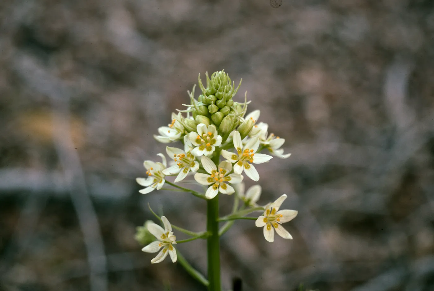 Zigadenus micranthus var. micranth, RSA