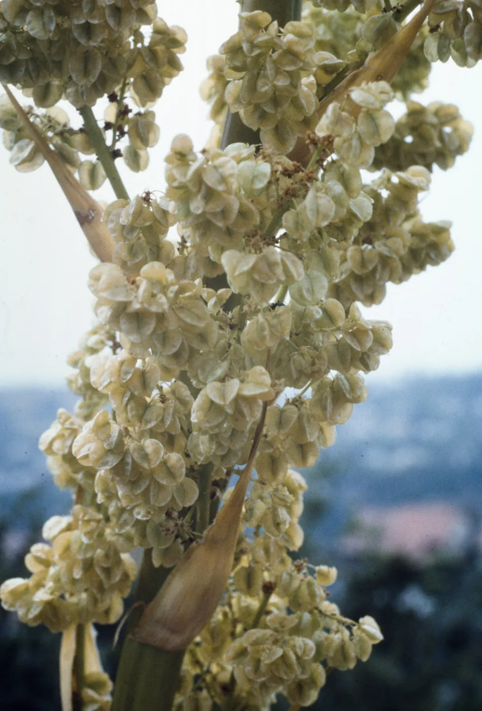 Nolina cismontana 
