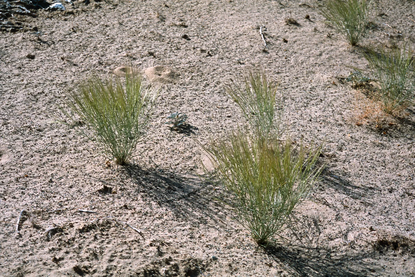 Aristida californica var. californica, Wash South of Dale Dry Lake