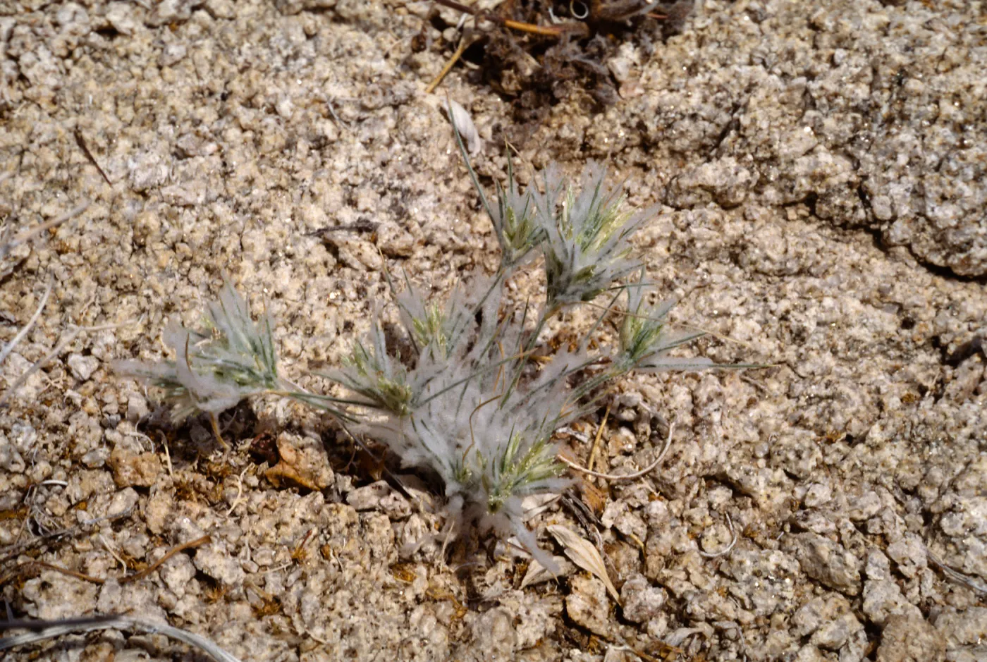 Erioneuron pulchellum, Cleg Wild BLM