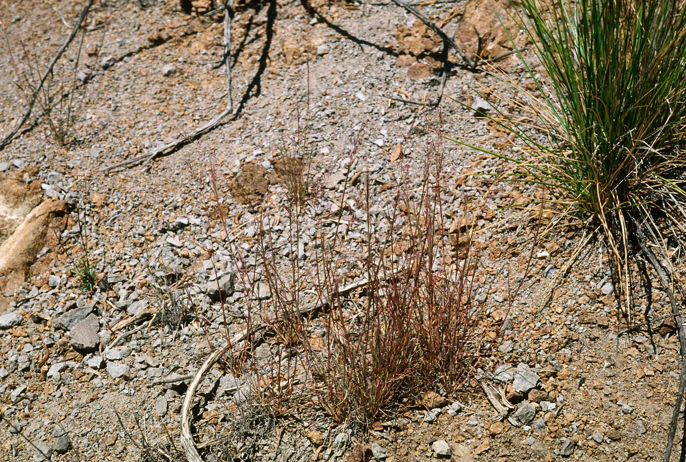 Muhlenbergia microsperm, Cape Canyon SCTI