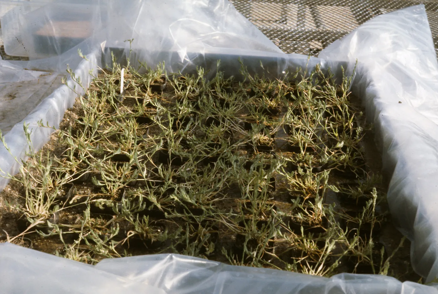 Orcuttia californica 