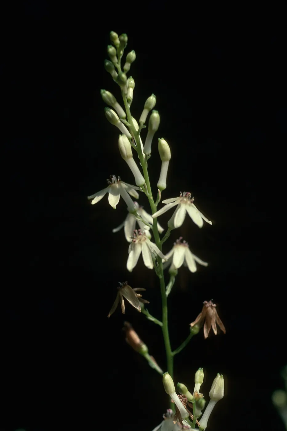 Odontostomum hartwegii, cultivar UCI