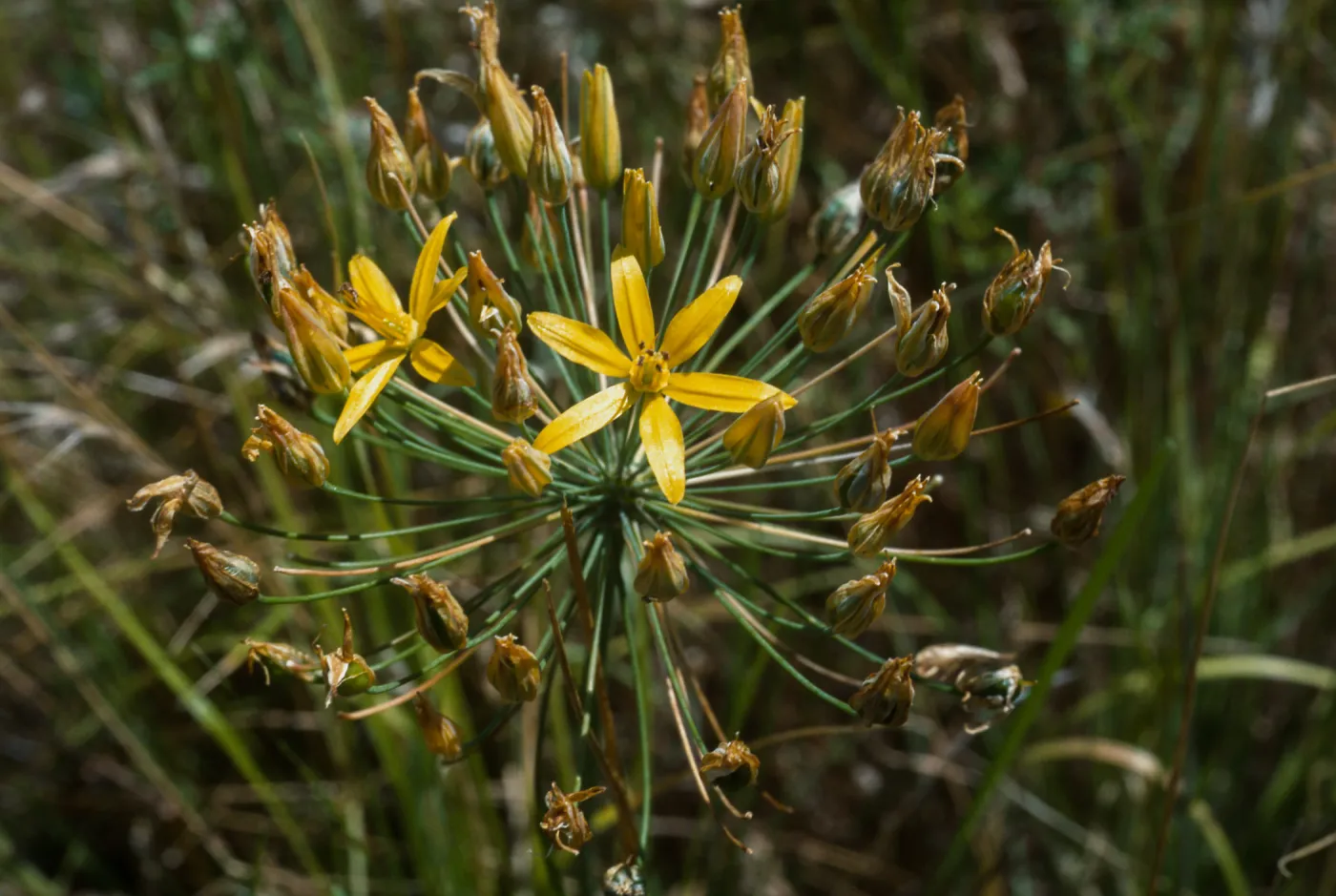 Bloomeria crocea, at the edge of the South Coast and Peninsular Range ecosystems in Southern California, Chino Hills, Yorba Linda, Orange County