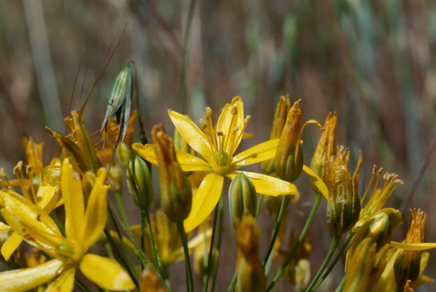 Bloomeria crocea, UCI Preserve, Orange County