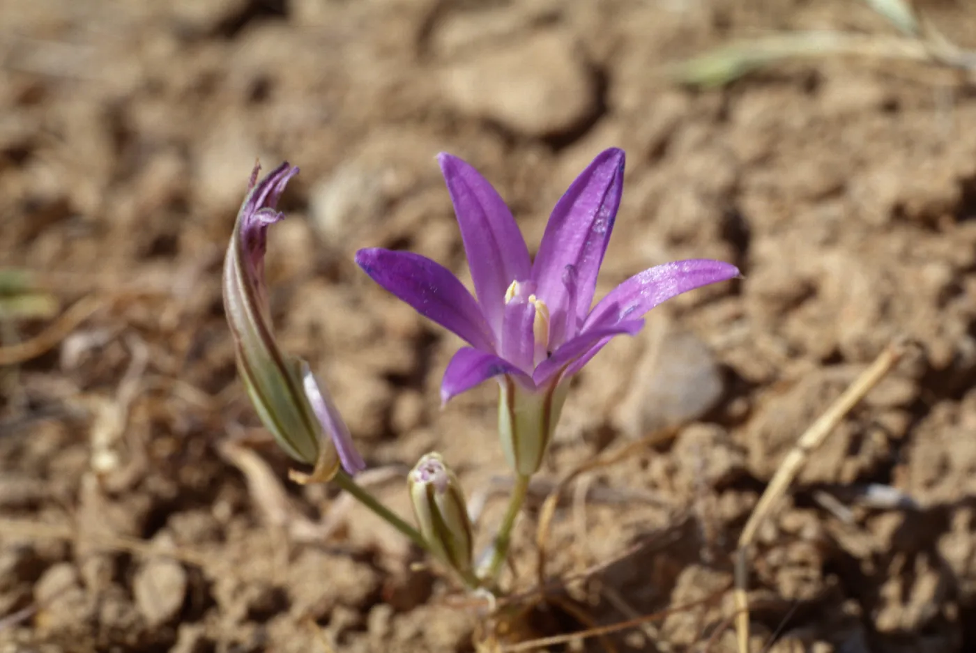 Brodiaea jolonensis, East Otay Mountain, San Diego County