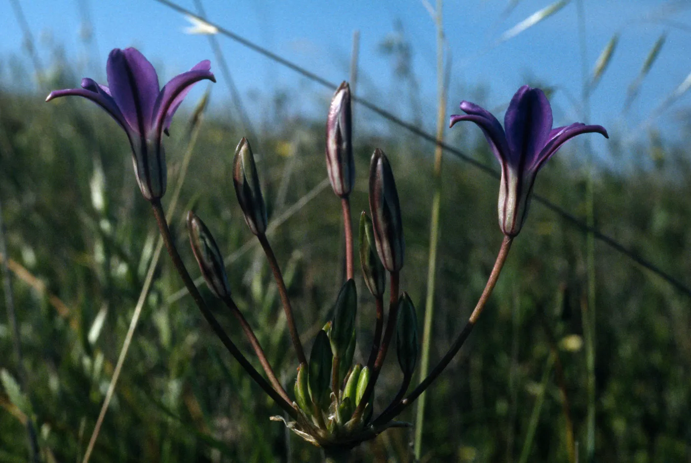 Brodiaea kinkiensis San Clemente Island, Los Angeles County