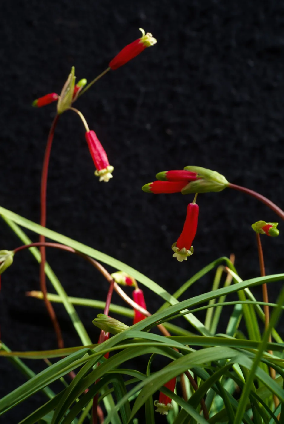 Dichelostemma ida-maia cultivar UCI
