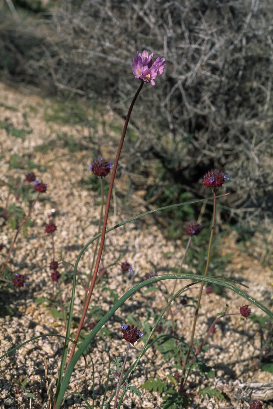 Dichelostemma pulchellum var. pauciflorum, Mojave Desert, UC Burns Pinyon Ridge Reserve, off Skyline Ranch Rd. ca. 2 miles (air) ESE of Pinoneertown, 1.5 mi. (air) NW of Yucca Valley, San Bernardino County