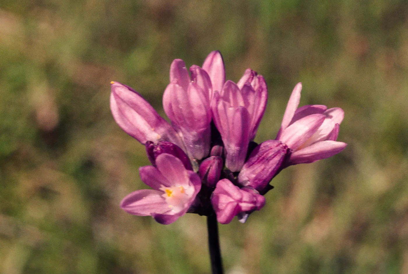 Dichelostemma pulchellum, South Coast: Gavalin Hills near Riverside, Riverside County