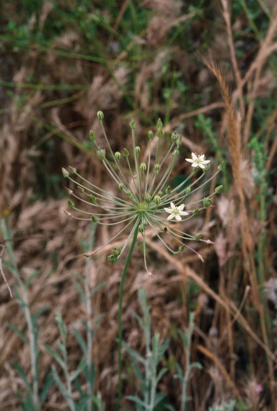 Muilla maritima,Gavalin Hills near Riverside