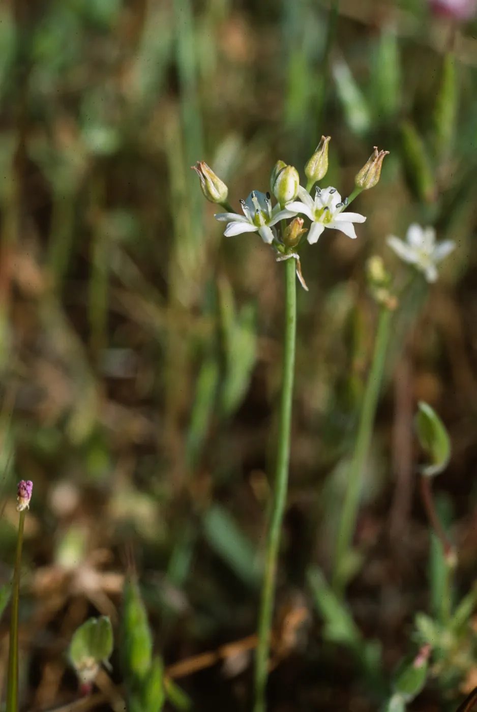 Muilla maritima, probably: â€œBox Canyonâ€ along San Marcos Creek, in eastern Carlsbad, S of Alga Road, San Diego County.