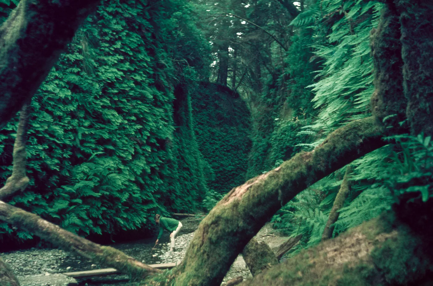 Fern Canyon, Jedediah Smith State Park