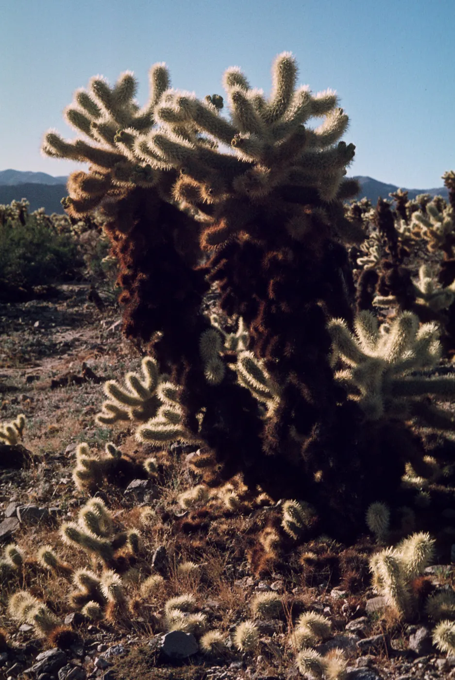 Cholla Cactus Garden