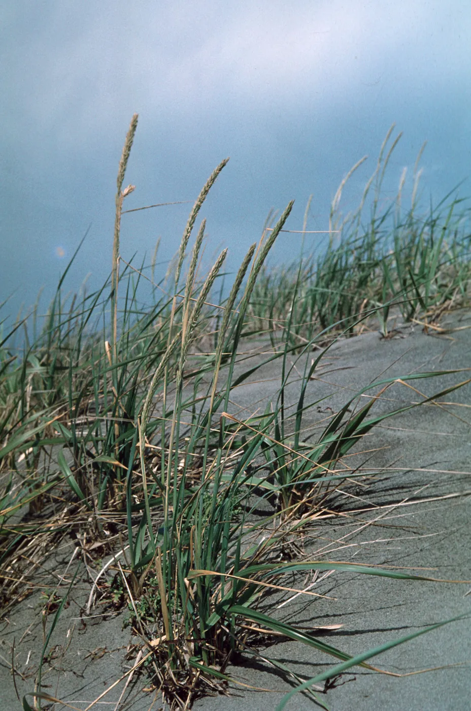 Ammophila arenaria (Int.), Lanphere Dunes