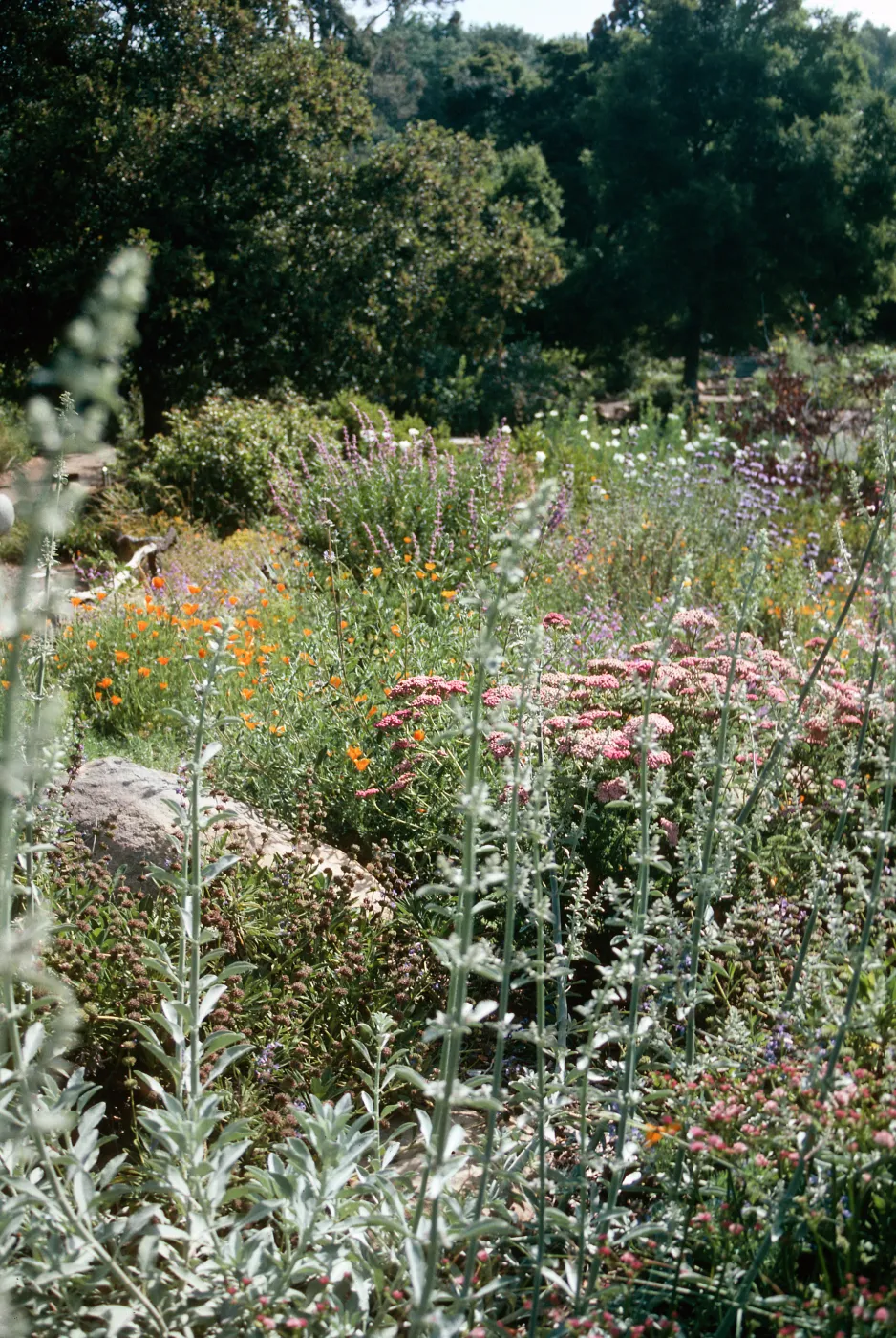 Meadow border