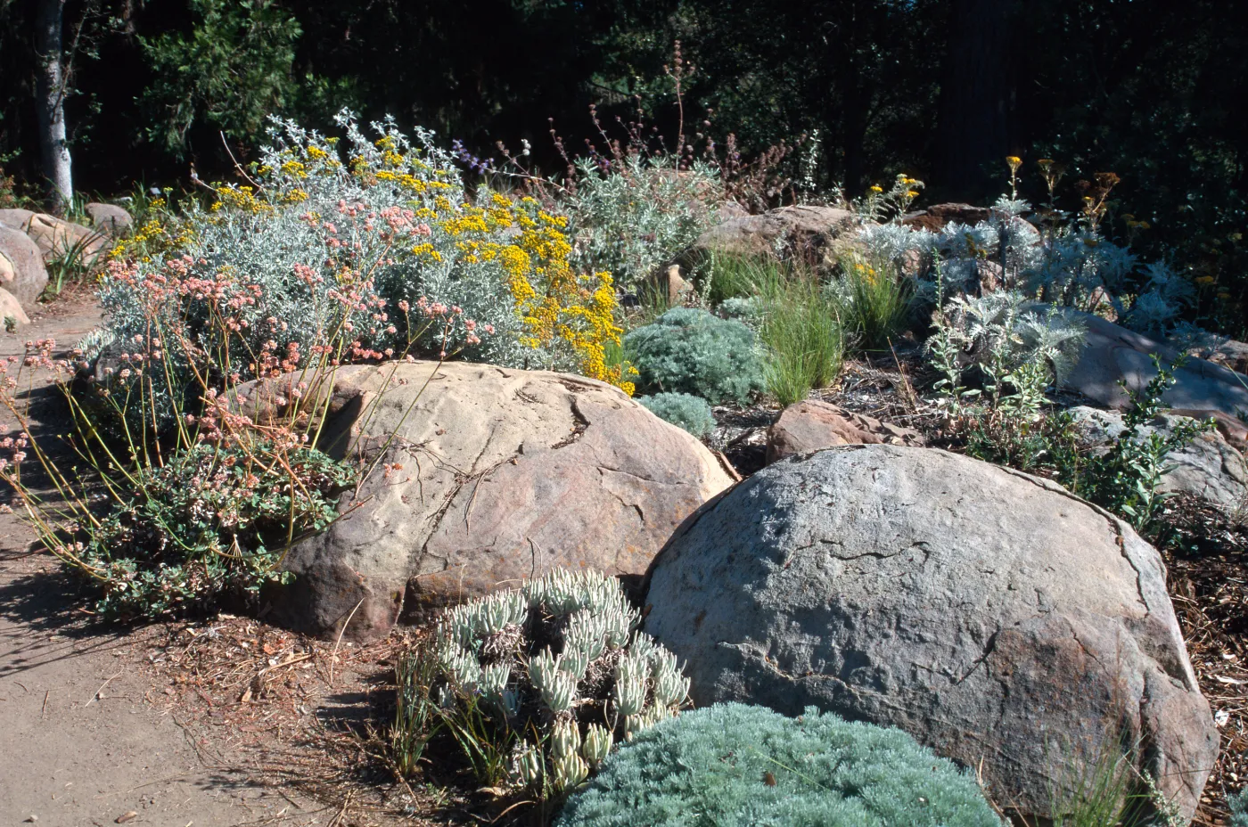 Gray bed in the Manzanita Section