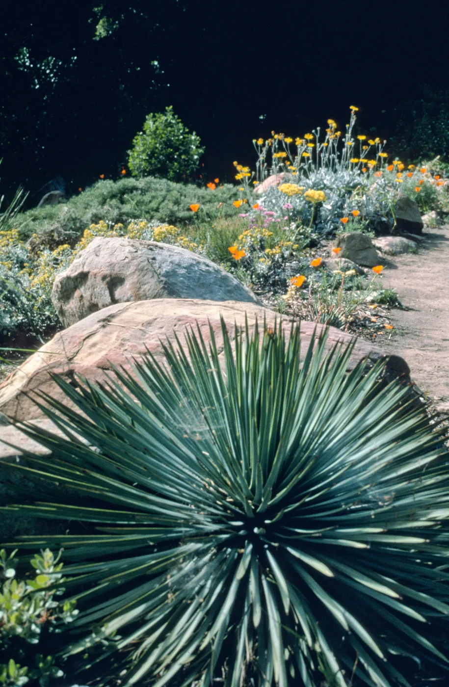 Gray Garden in the Manzanita Section