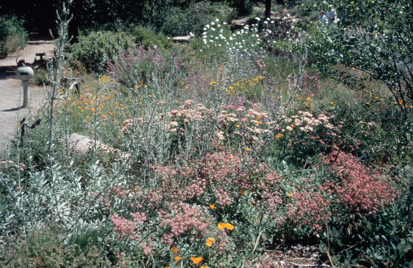 Meadow Border
