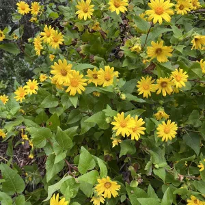 canyon sunflower in very full, robust bloom
