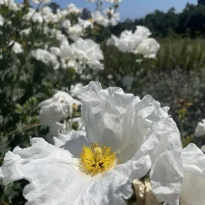 Matilija poppy