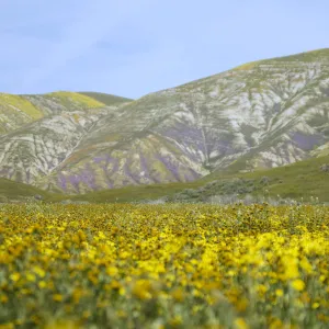 Wildflowers on Temblor Mountains- Carrizo Plain
