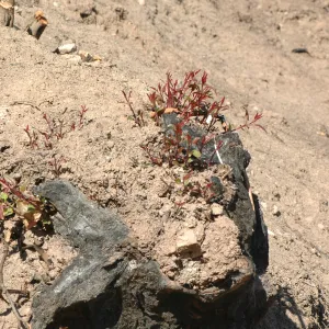 Tea Fire, vegetation regrowth.