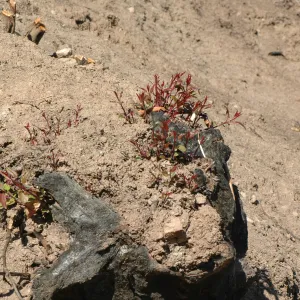 Tea Fire, vegetation regrowth.