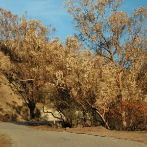 Tea fire, unburned Eucalyptus globulus