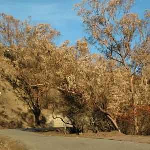 Tea fire, unburned Eucalyptus globulus