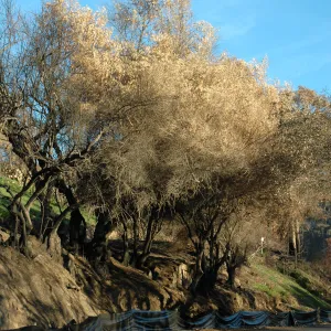 Tea fire, Mountain Drive, Olea europea