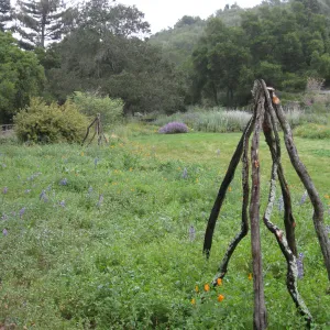 Meadow border