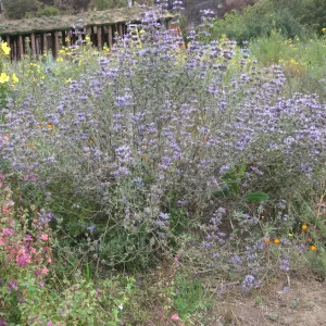 Cleveland sage (Salvia clevelandii) with Herb Parker structure in background