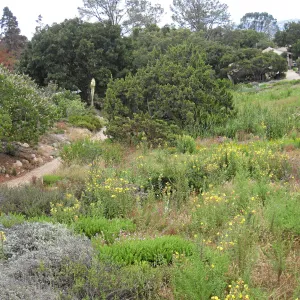SBBG Meadow as seen from roof of Herb Parker structure